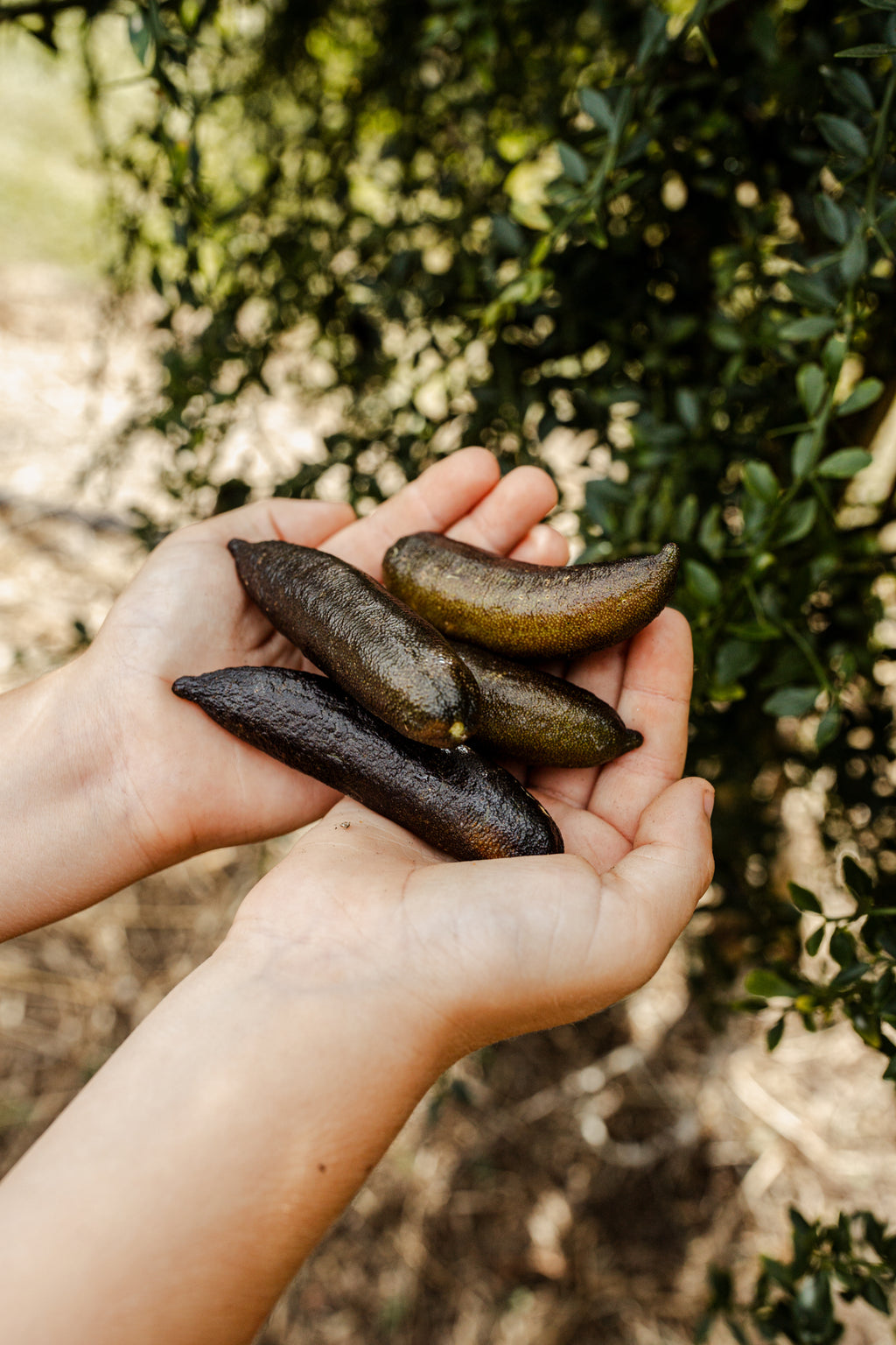 Brown Finger Limes 200G