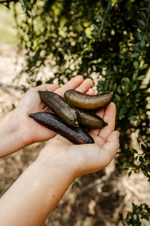 Brown Finger Limes 100G