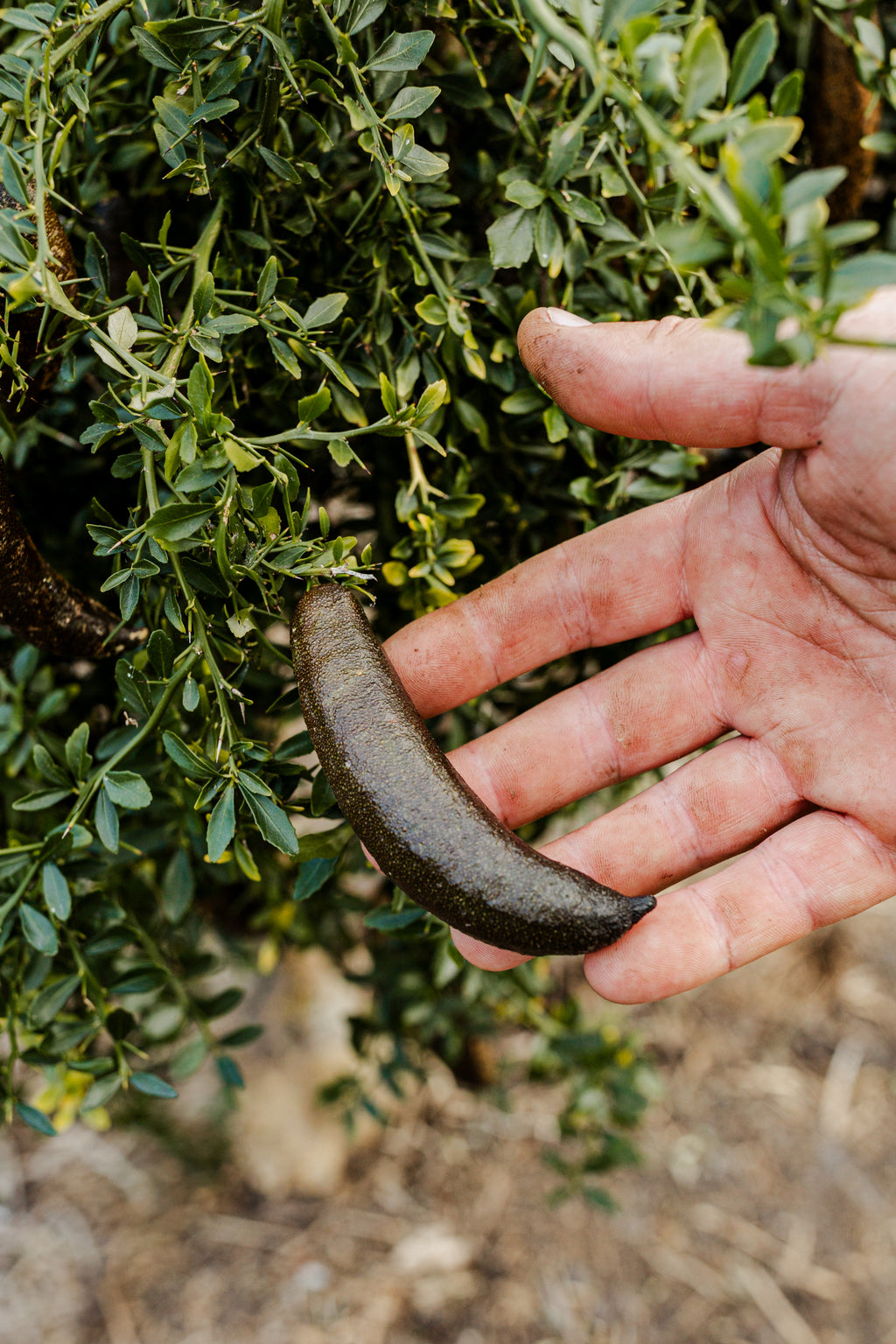 Brown Finger Limes 200G